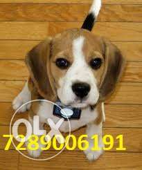 Good Quality Beagle Puppy For Sell 40 Days Rahul Kennel