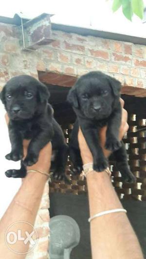 Good quality Labrador female puppy in available