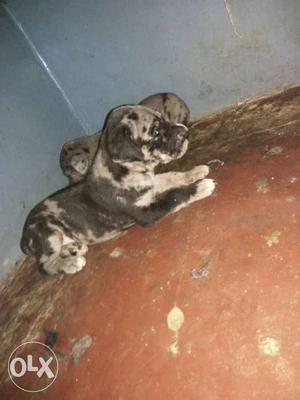 Grate Dane puppies for sale