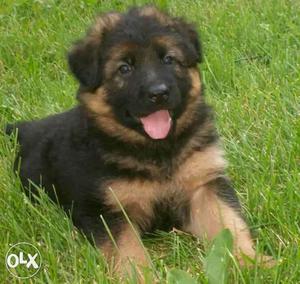 Gsd male female puppies for sale in L.k.o