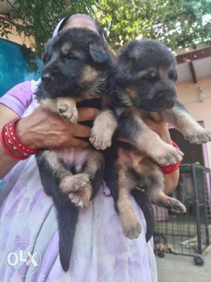 Gsd pups ultimate quality only 15 days pups