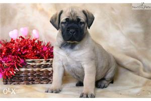 Have breed bull mastiff NNELpuppies in for sell FRENCH