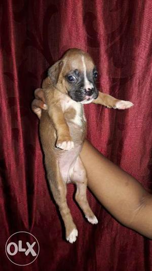 Heavy bone boxer puppies available...5 females 3