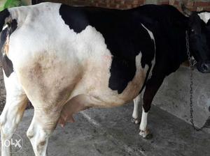Hf cow 5 sue suna milk 24 liter pichle sue ditta