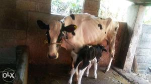 Hf first delivery cow with 3 day old male calf