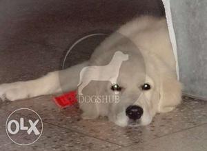 High Big Quality and heavy bone Golden Retriever male and B