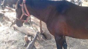 Horse for sell.very young hourse,cool