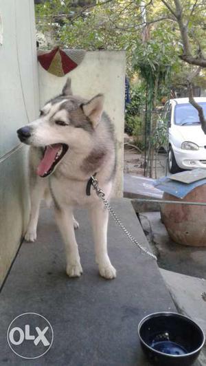 Husky 12 months male for sale and mating facility