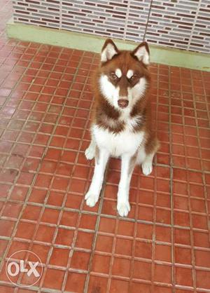 Husky white and Brown imported Line up