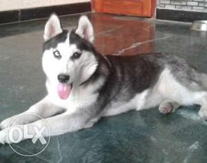 Husky wooly female with KCI papers. 4 months