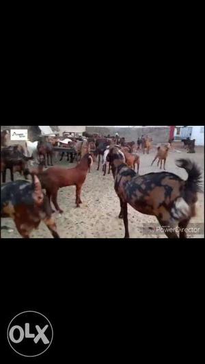 I want to sell 50 he goats sirohi breed