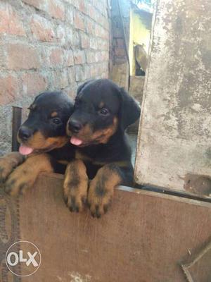 Imported line heavy rott puppy champion blood