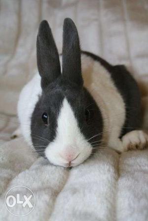 Italin Rabbit only 350