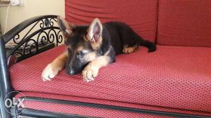Its 2.5 months male jurman shefurd puppy.its very active.and