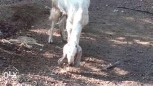 Jamnapyari breed goat wid two male jamna pyari