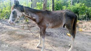 Katpadi horse