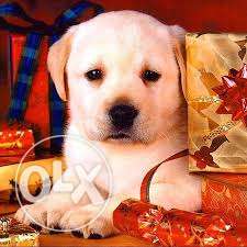Lab cream puppy available with paper in ahmedabad