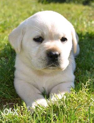 Lab pup male female available pure breed