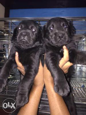 Labrador black color female puppies available all