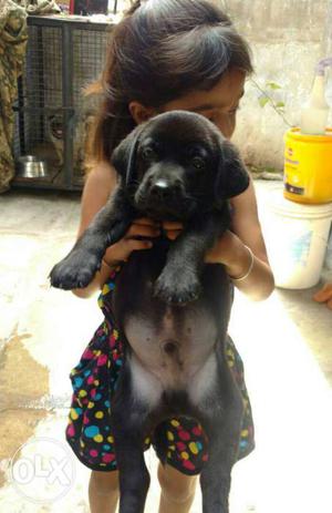Labrador black colour puppies available all