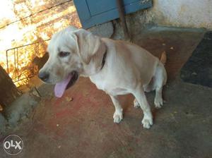 Labrador. female. vaccination has been done