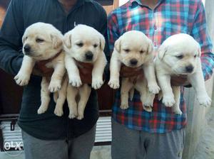 Labrador heavy bone healthy and active puppies at