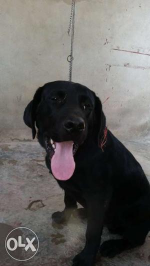 Labrador male black 6 months