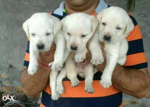 Labradore puppies available male  Female