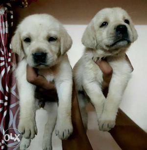 Labradore puppies white colour available pure