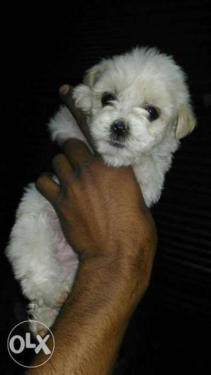 Lhasa apso available male  Female 