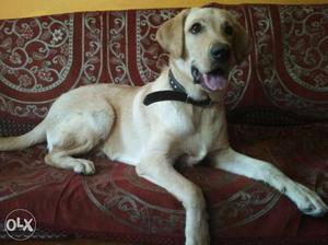 Male Labrador 7months old. vaccination has been