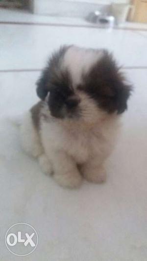 Male Shih tzu..95 days old..5 vacciens being