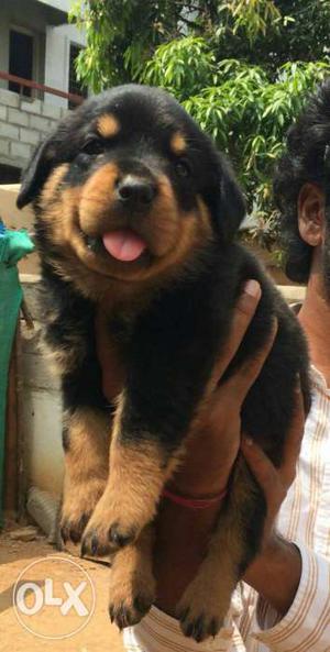 Male and female Rottweiler Puppy