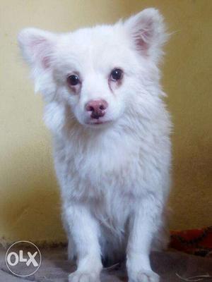 Male pamaliyan one year good charming for sale in