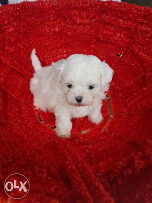 Maltese cute pup puppies for sell at best price