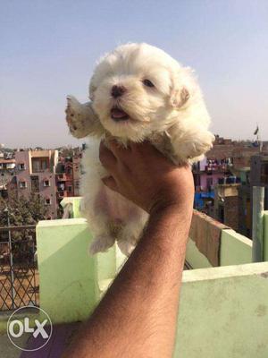 Maltese puppy get with health certificate by VETERINARY