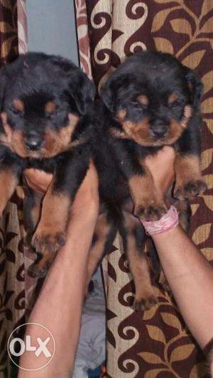 Most popular breed Rottweiler puppies for sell LOW budget so