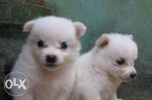 MrDogJaipur Dark color Pomeranian puppies for in