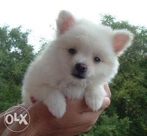 MrDogJaipur super quality Pomeranian puppy healthy pure