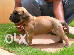 My kennel import lineage Bullmastiff puppies