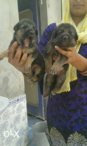 O6 German Shepherd puppy 30 days old pure breed pets
