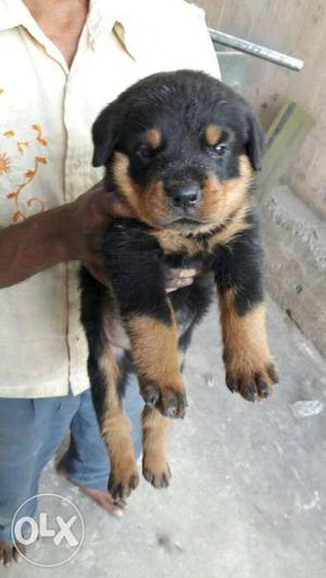 O6 Rottweiler puppy 35 days old pure breed pets