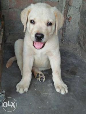 Off white lab male pop so quality available