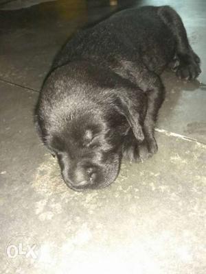 One black female labrador puppy available.