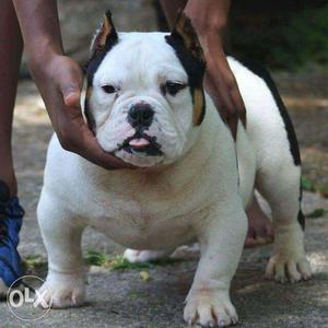 Original photos attached. american bully male