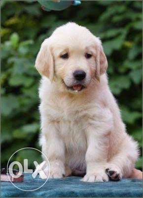Outstanding Golden Retrieve puppy for Sales
