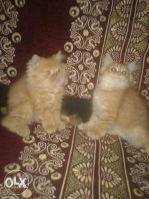 Pair of three months old healthy persian kittens..neat n