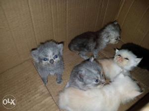 Persian cat urgently sale
