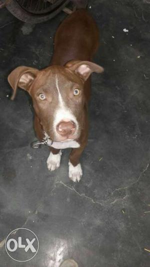 Petbull male dog 3 month ago for sale