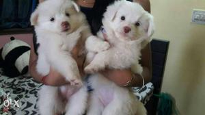 Pom female puppies for sale Bangalore healthy and